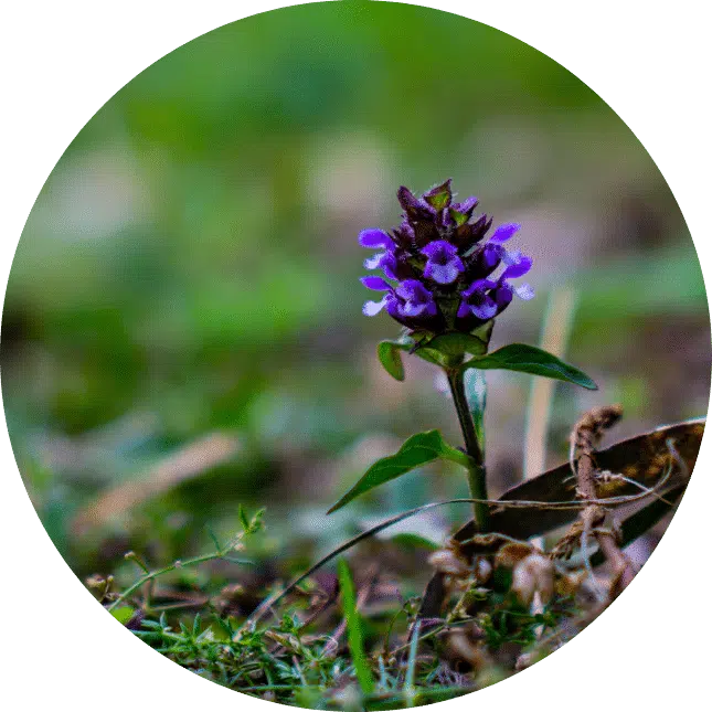Circular image with flower